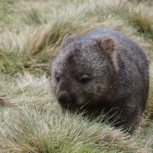 May include: A close-up of a wombat in its natural habitat. The wombat has a gray and brown coat and is surrounded by green grass. The animal is looking down, possibly foraging for food. The image is well-lit and shows the wombat's features.