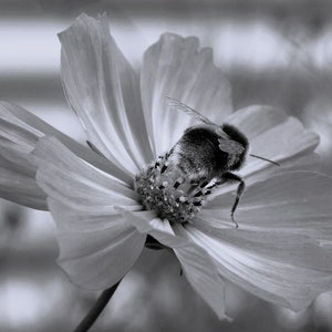 Può includere: Immagine in bianco e nero di un'ape su un fiore. L'ape è centrata sullo stame del fiore, con le ali leggermente aperte. Il fiore ha petali delicati e lo sfondo è sfocato.