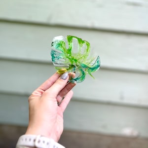 Monstera Coaster Set