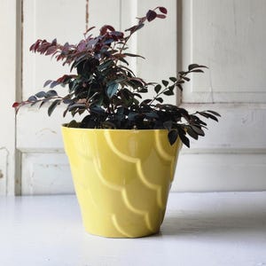 May include: A bright yellow ceramic plant pot with a raised, repeating scalloped or scale-like texture on the exterior. The pot contains a small, bushy plant with dark purple and green leaves that extend outward from the center of the vessel.