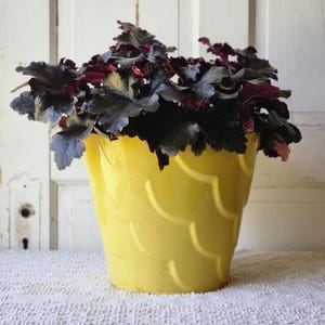 May include: A vibrant yellow ceramic flower pot with a scalloped design, filled with a plant featuring dark purple and green foliage. The pot sits on a white lace tablecloth, creating a bright and cheerful display.