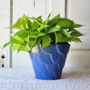 May include: A vibrant neon green pothos plant with heart-shaped leaves potted in a glossy, deep blue ceramic planter. The planter features a distinct, repeating scalloped or wave-like texture embossed around its exterior surface.