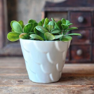 May include: A small white ceramic planter with a textured surface, featuring a green succulent plant.