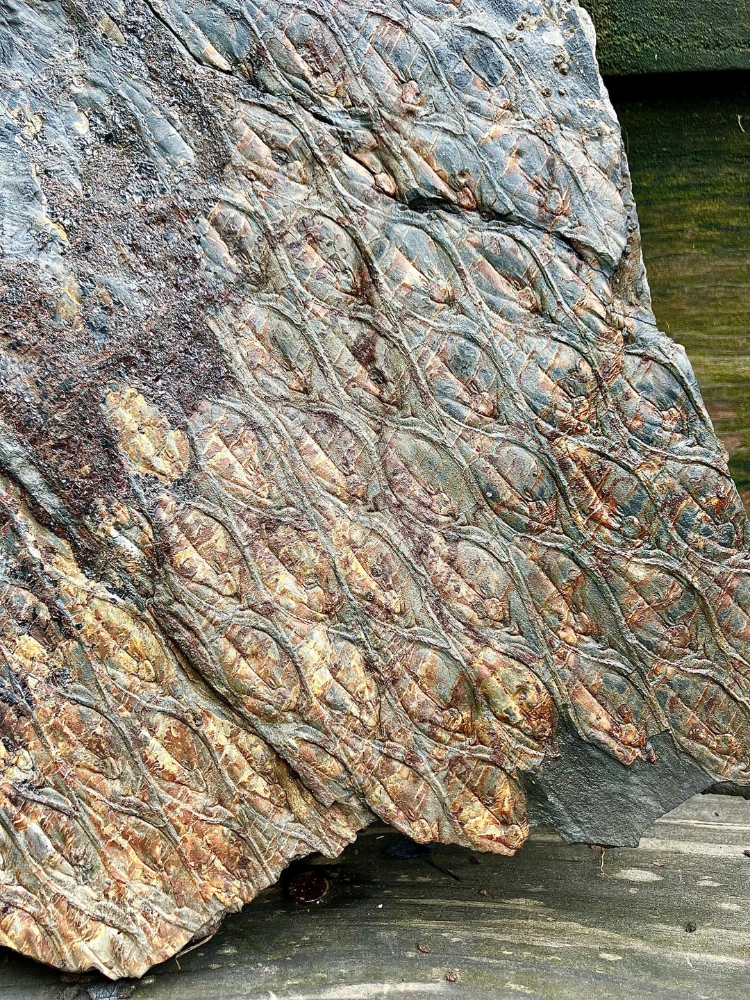 Large Tree Fossil, Carboniferous Lepidodendron Bellii, Extinct ...