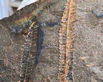 Paleozoic Era Pecopteris Tree Ferns Colorful 3D Flora Fossil