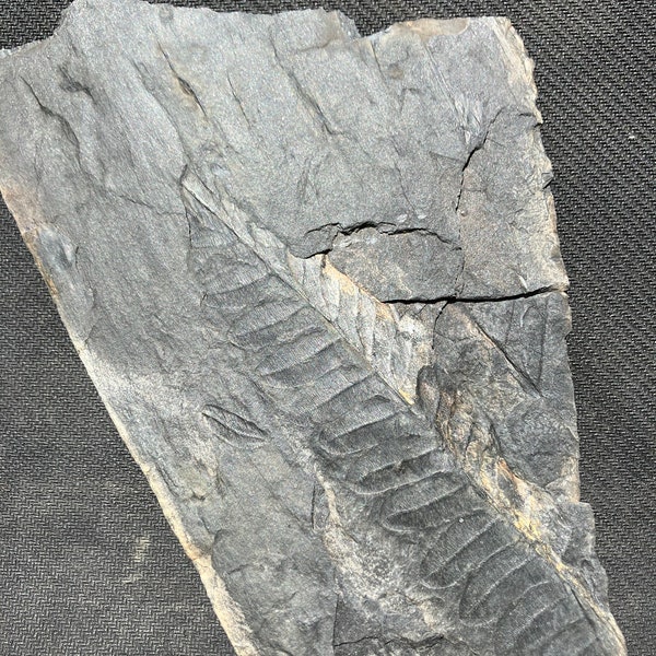 Fossil Fern Specimen, Carboniferous Alethopteris, Extinct Paleozoic Plant, Collectable Display Piece