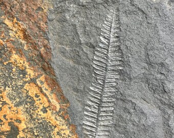 Carboniferous Colorful Pecopteris Fern Fossil