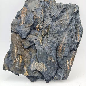 May include: A dark grey fossil rock with visible imprints of fern leaves in shades of tan and gold. The rock has a rough, textured surface and irregular shape, showcasing the preserved plant details.