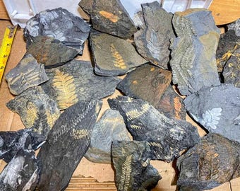 May include: A collection of fossilized fern imprints on dark gray and brown shale stones. The fossils display intricate details of the ancient plants. The stones vary in size and shape, creating a natural, earthy aesthetic.