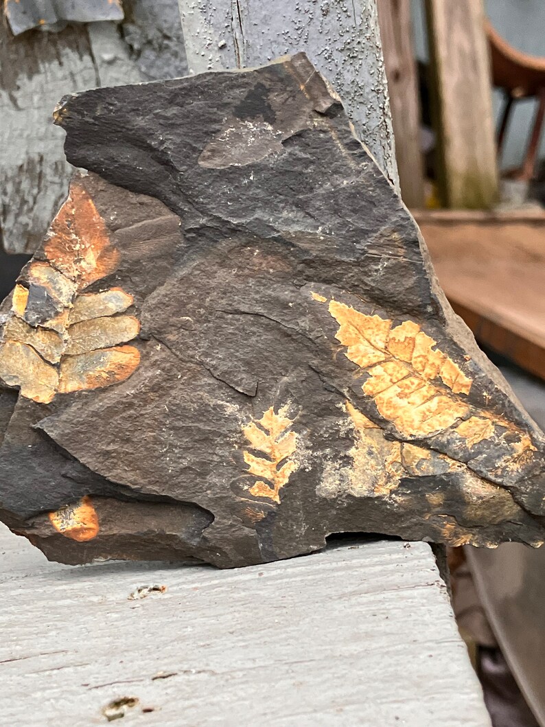 300 Million Year Old Extinct Tree Ferns Flora Colorful Plant Fossil Etsy