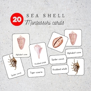 May include: A set of 20 Montessori cards featuring different types of seashells. The cards are labeled with the names of the shells, such as "Alphabet cone", "Spider conch", and "Tiger cowrie".