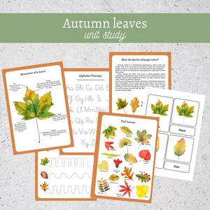 Könnte beinhalten: Ein Satz druckbarer Bildungsblätter für Kinder über Herbstblätter. Die Arbeitsblätter beinhalten ein Diagramm der Blattstruktur, Alphabet-Nachzeichnen, eine Beschreibung, wie sich Blätter verfärben, und ein Zuordnungsspiel mit verschiedenen Arten von Herbstblättern.