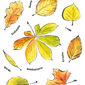 Autocollants Autocollants Feuilles indigènes Formes Feuilles Herbier