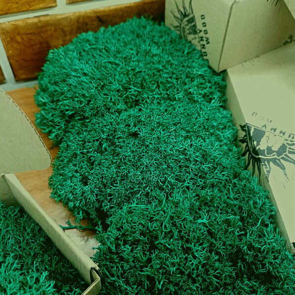 Shop Preserved Moss Etsy