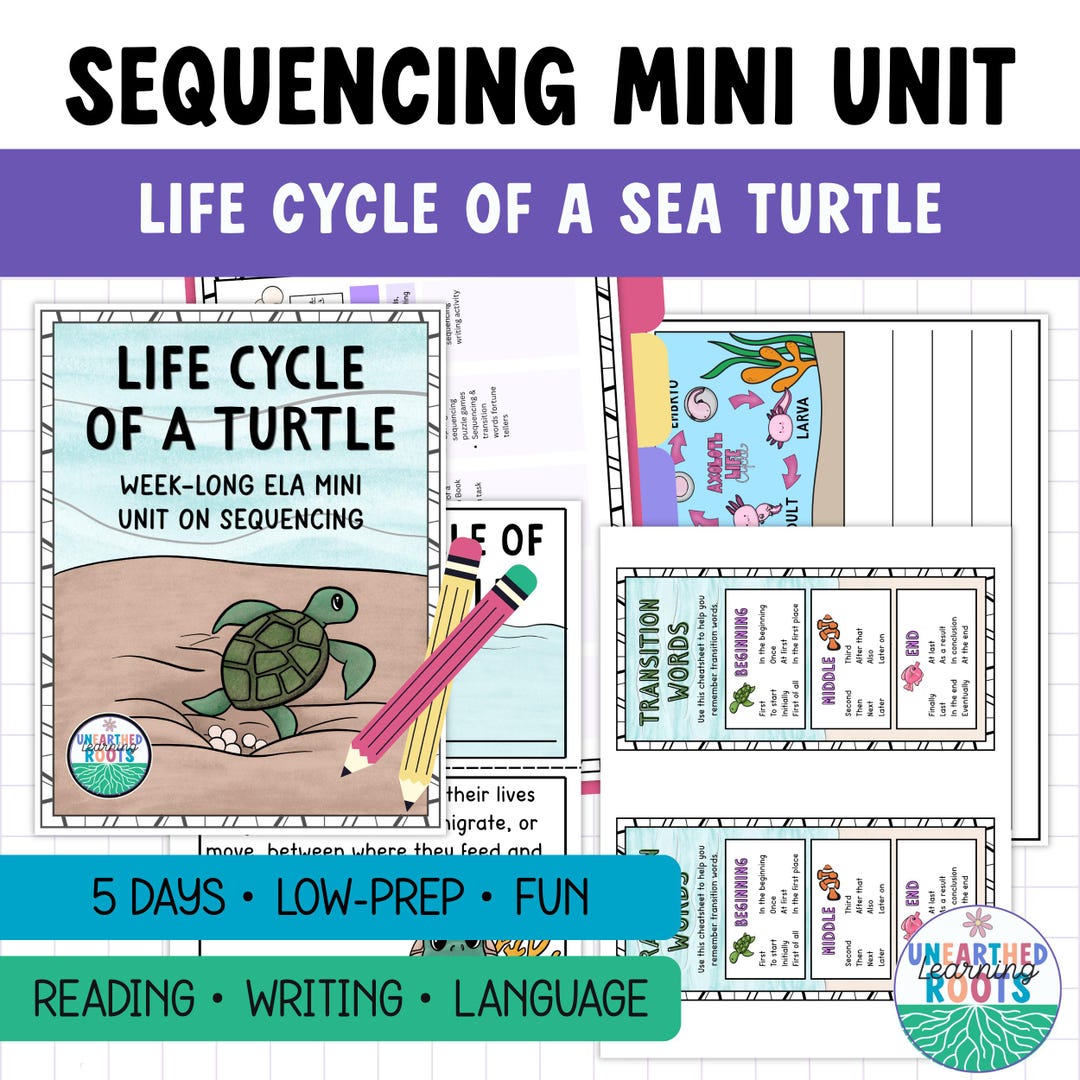 Sea Turtle Life Cycle Activity Bundle for Grades 2–3 | 24-page ...