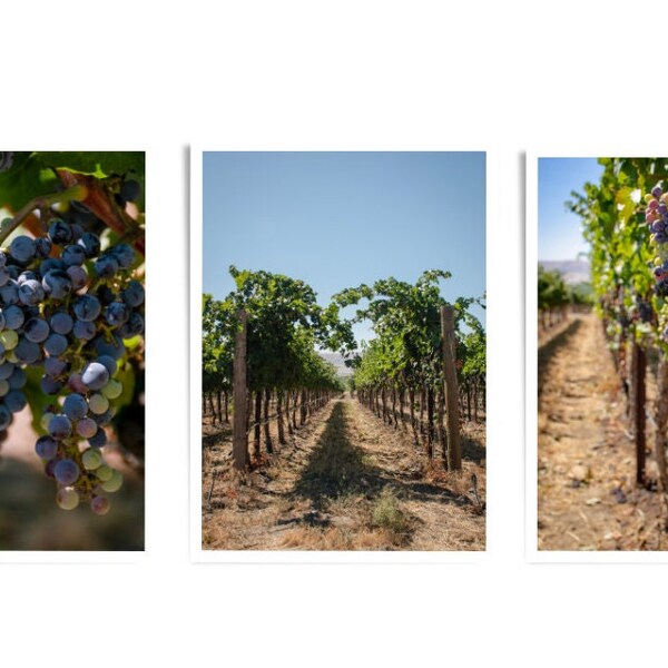 Fine art photography, vineyard 3 piece **DIGITAL PRINTS** Desert winery set of 3 prints