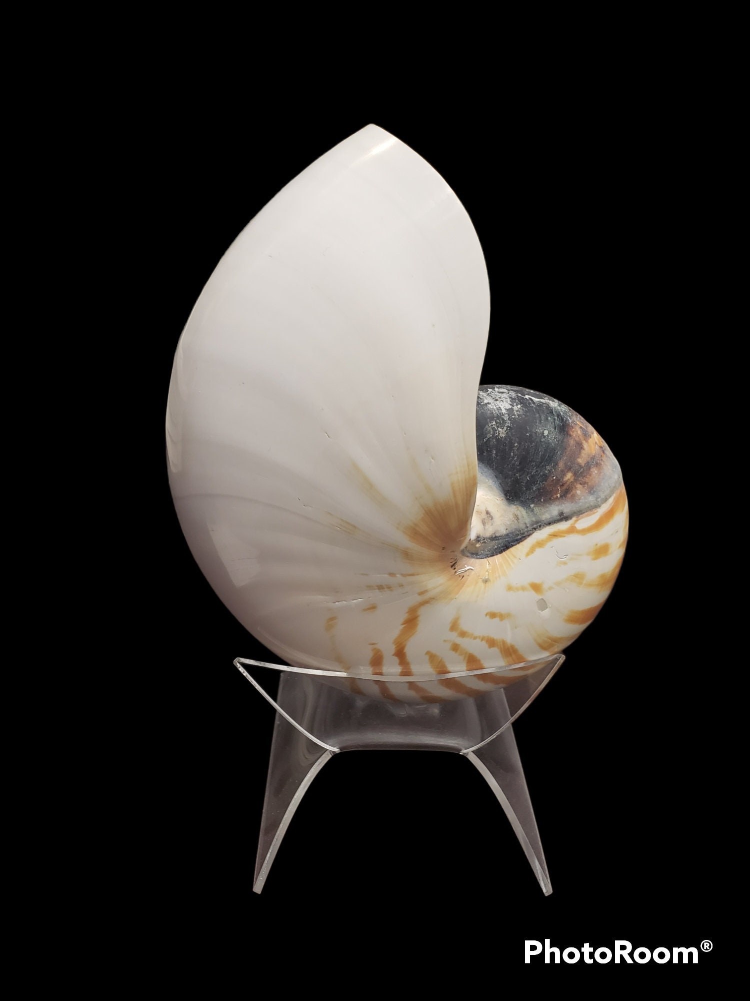 Large Nautilus Shell With Clear Stand Etsy