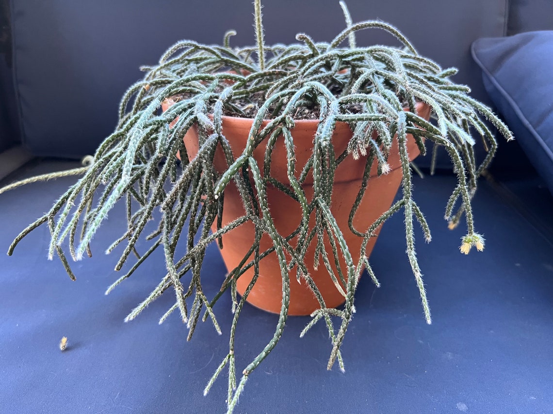 Rhipsalis Pilocarpa Cuttings Rare Plant Etsy