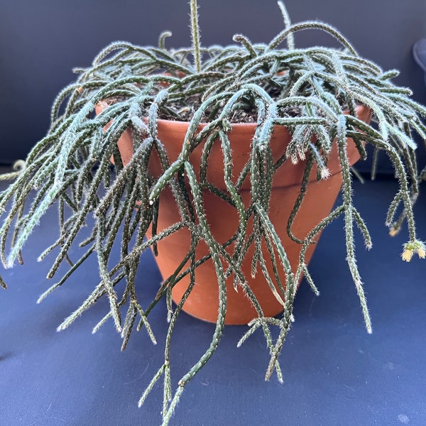 Rhipsalis Pilocarpa cuttings, Rare plant