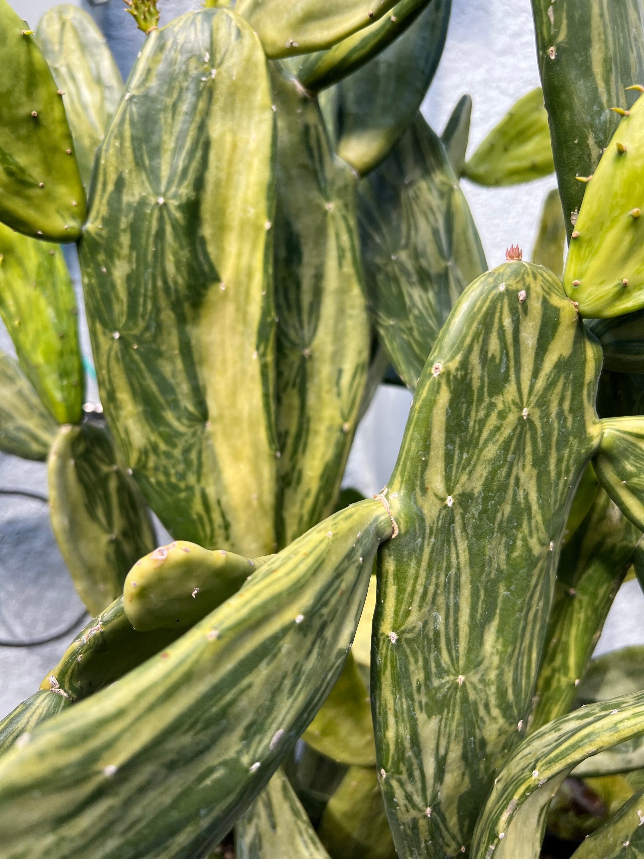 Variegated Prickly Pear Pads Rare Plant Etsy