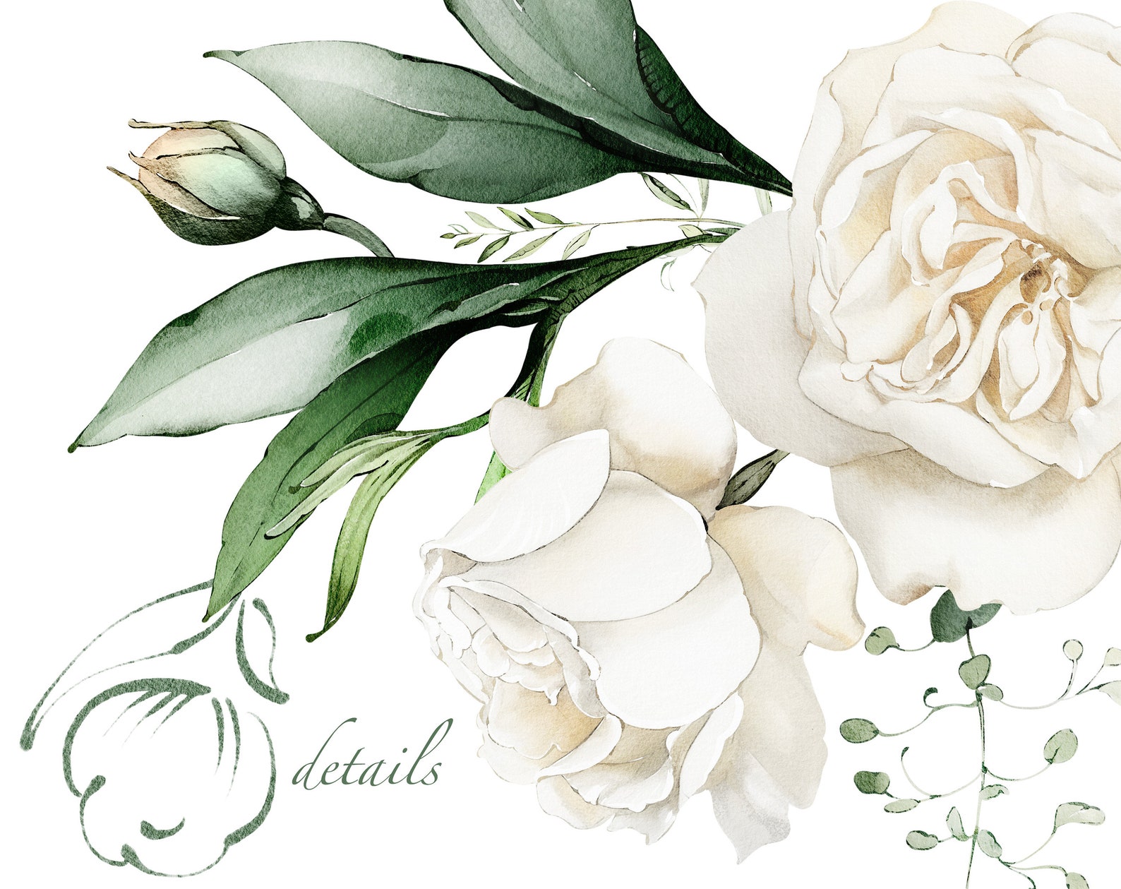 Watercolor Flower White Roses Floral Garden Elements PNG Clipart ...