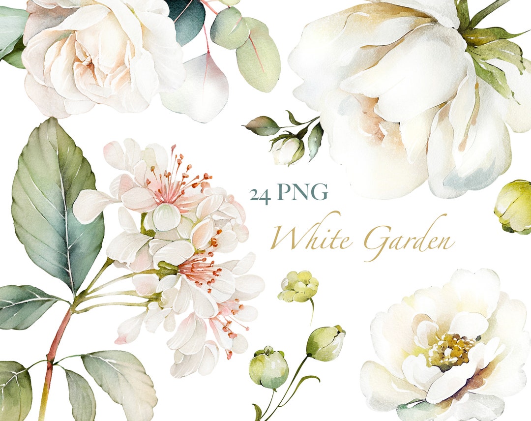 Watercolor Flower White Cream Roses Floral PNG Clipart, Wedding Digital ...