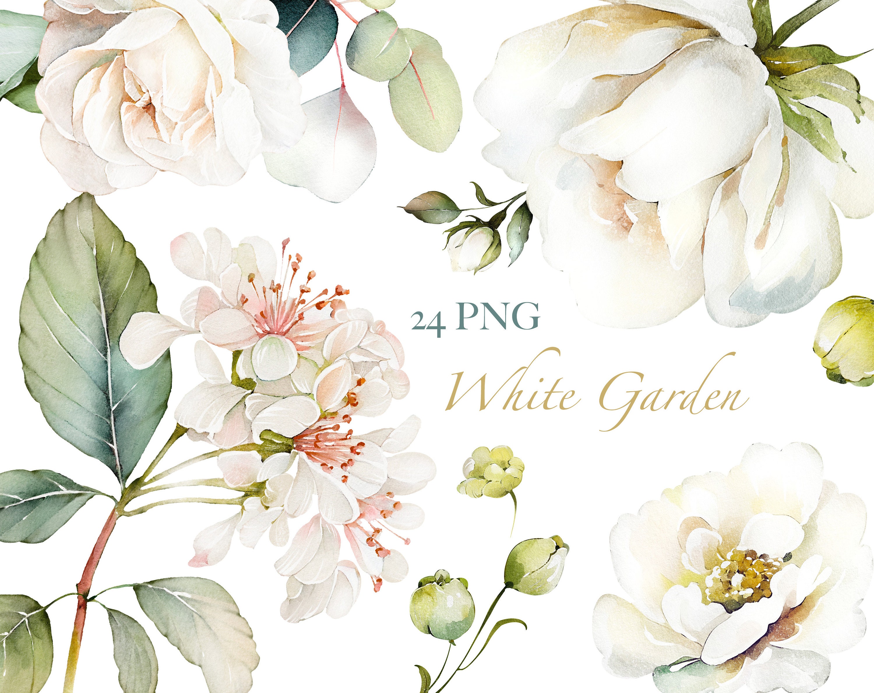 Watercolor Flower White Cream Roses Floral PNG Clipart, Wedding Digital ...