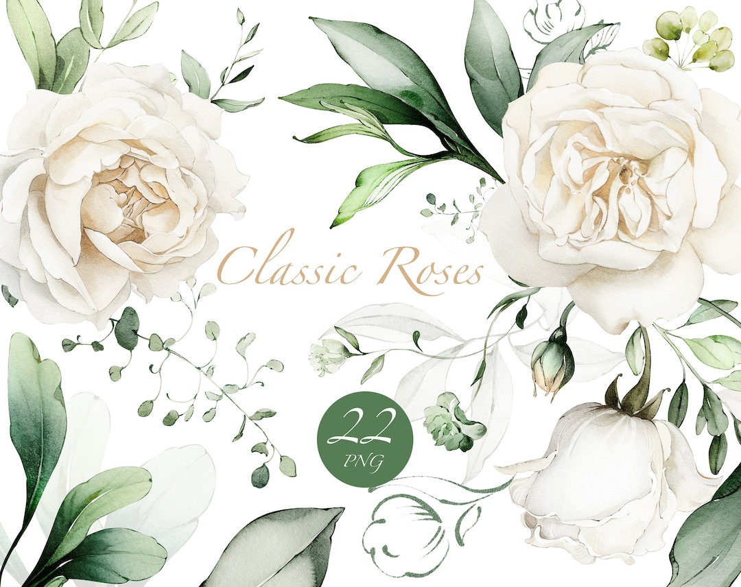 Watercolor Flower White Roses Floral Garden Elements PNG Clipart ...