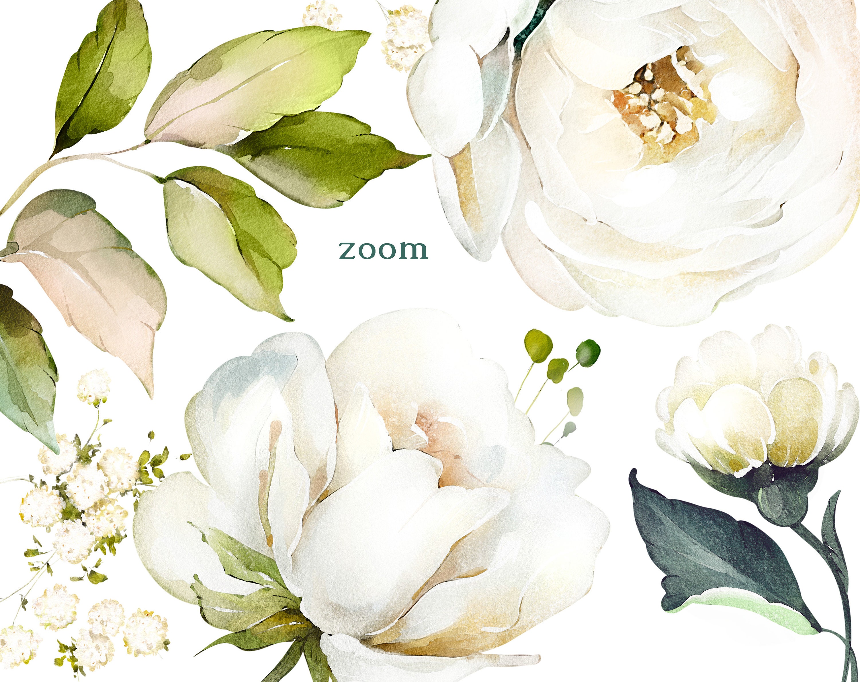 Watercolor Flower White Cream Roses Floral Garden Elements PNG Clipart ...