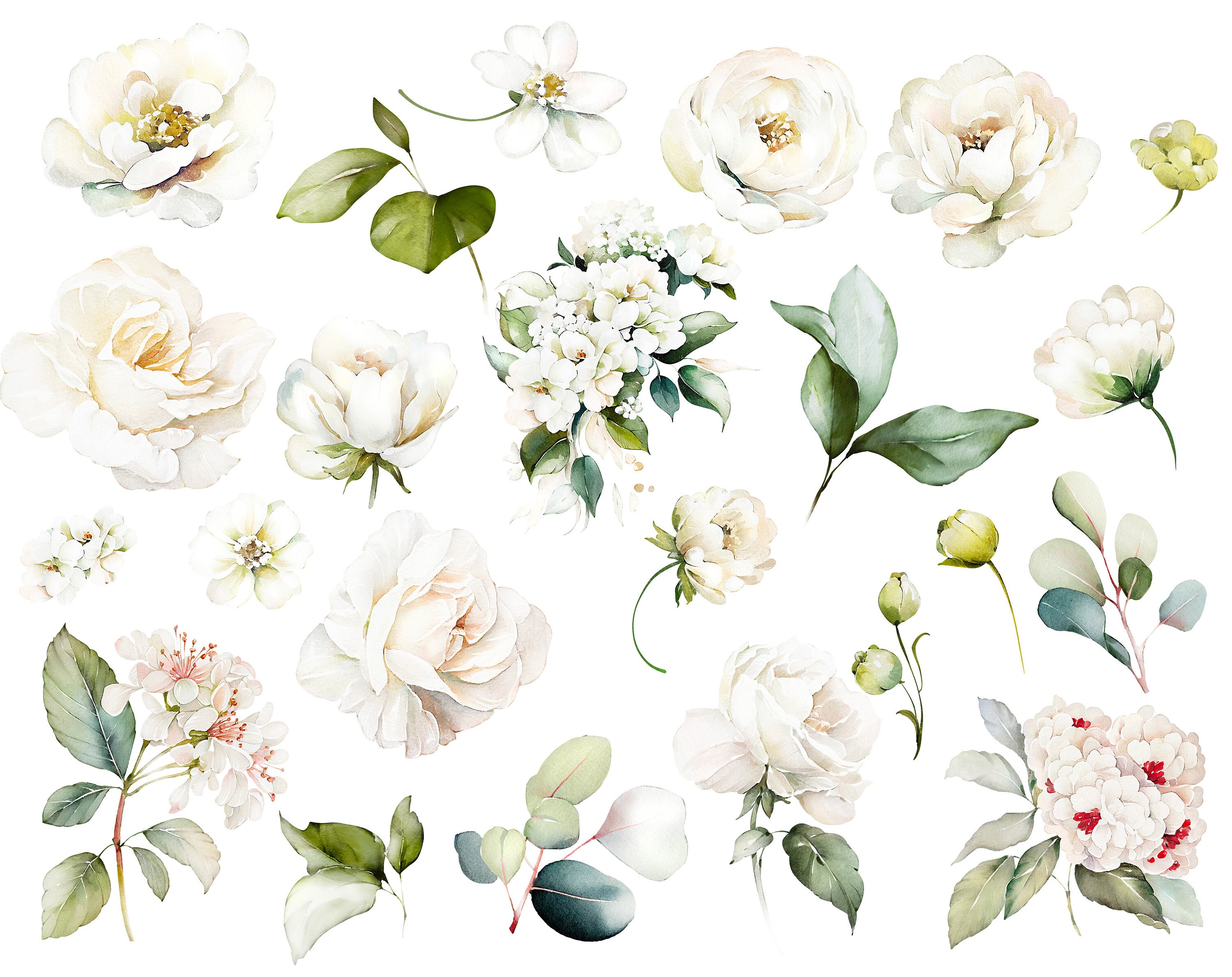 Watercolor Flower White Cream Roses Floral PNG Clipart, Wedding Digital ...