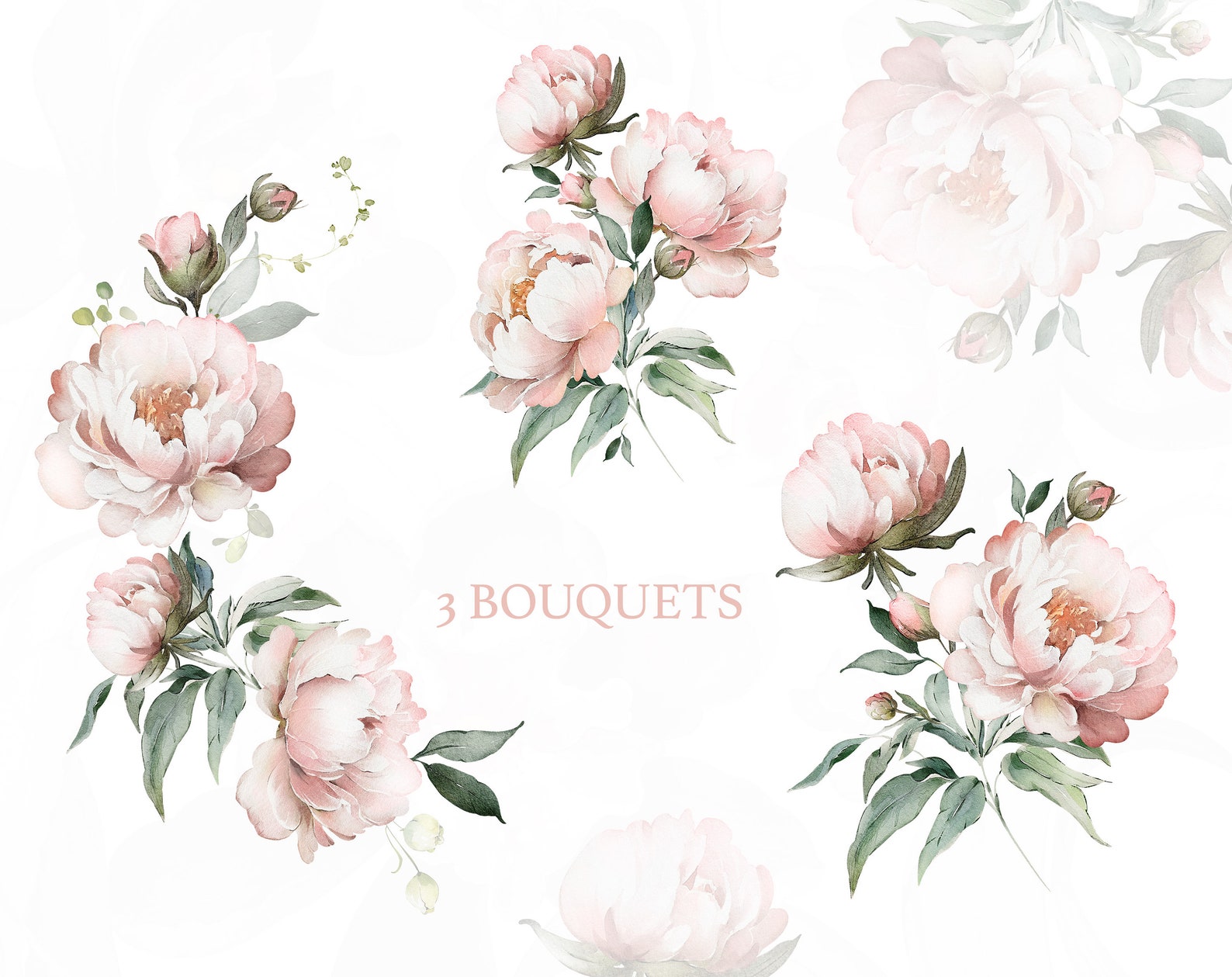 Watercolor Flower Pink Peonies Floral Garden Elements PNG Clipart ...