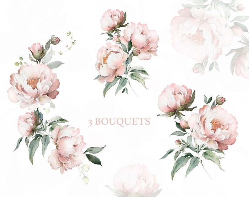 Watercolor Flower Pink Peonies Floral Garden Elements PNG Clipart ...