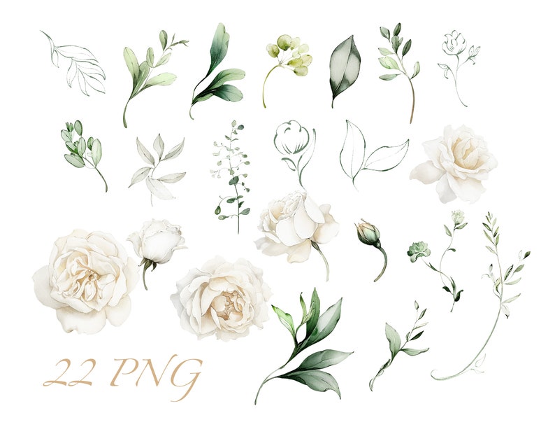 Watercolor Flower White Roses Floral Garden Elements PNG Clipart ...