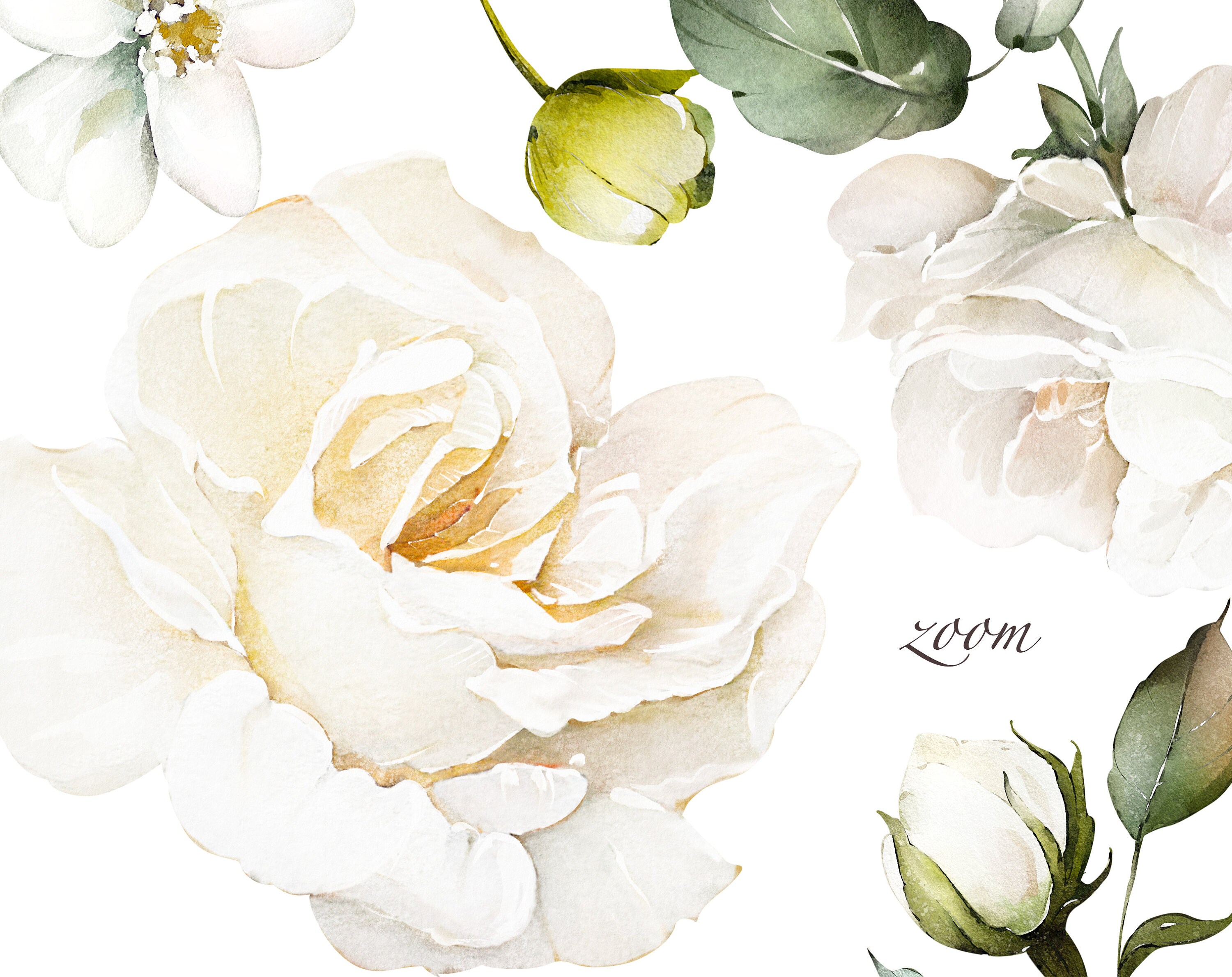 Watercolor Flower White Cream Roses Floral PNG Clipart, Wedding Digital ...