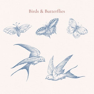 May include: A digital illustration of four birds and butterflies. The image features two blue birds in flight, a butterfly with black and white wings, and a butterfly with brown and white wings. The image is titled "Birds & Butterflies".