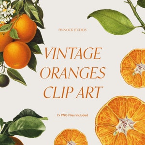 Puede incluir: Ilustración vintage de clip art de naranjas. Se incluyen siete archivos PNG. La imagen presenta una rama de naranjo con hojas y frutos, así como varias naranjas individuales.