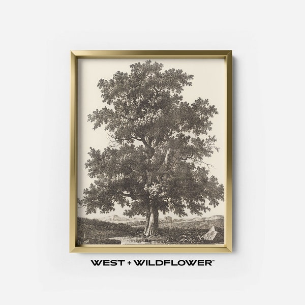 Vintage Large Oak Tree Sketch Drawing Printable Download, French Country Lithograph Downloadable Art, Nature Tree Home Decor Artwork, 5