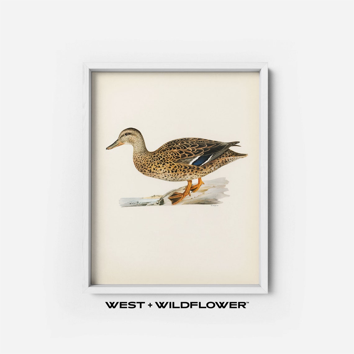 Mallard Duck Bird Animal Illustration, Printable Digital Download ...