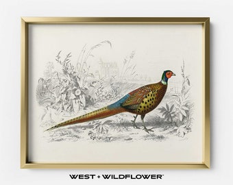 Op de afbeelding: Een vintage illustratie van een fazant met een rode kop, blauwe en groene veren en bruine en gele vlekken. De fazant staat in een grasveld met een kasteel op de achtergrond.