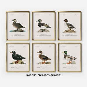Vintage Duck Gallery Set of 6, Bird Wall Artwork, Bird Posters, Mallard Art, Digital Download, Printable Wall Art, Nursery Prints, S6-6