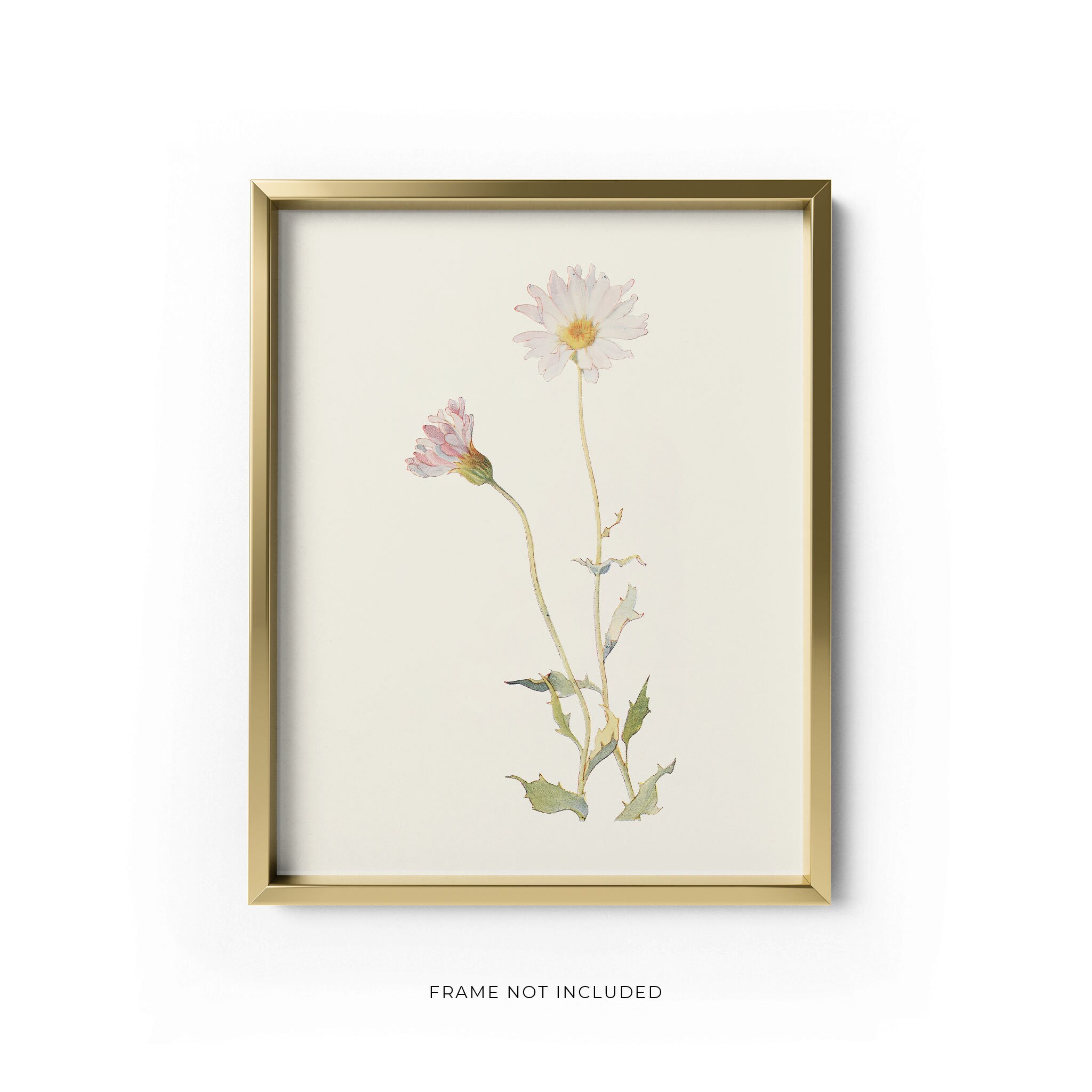 Collection of Vintage Botanical Prints, Set of 9 Antique