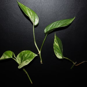 Marble Queen Pothos Cuttings (3) | Plant Cuttings