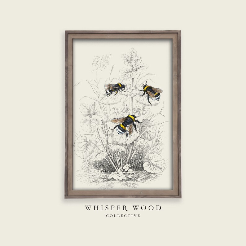 Antique Bee Print Set | Vintage Illustration | Digital Vintage Art ...