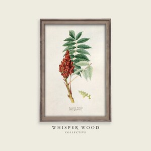 Puede incluir: Una ilustración botánica enmarcada de una planta de zumaque liso con bayas rojas y hojas verdes. El texto "Smooth Sumac Rhus glabra L." está impreso debajo de la imagen.