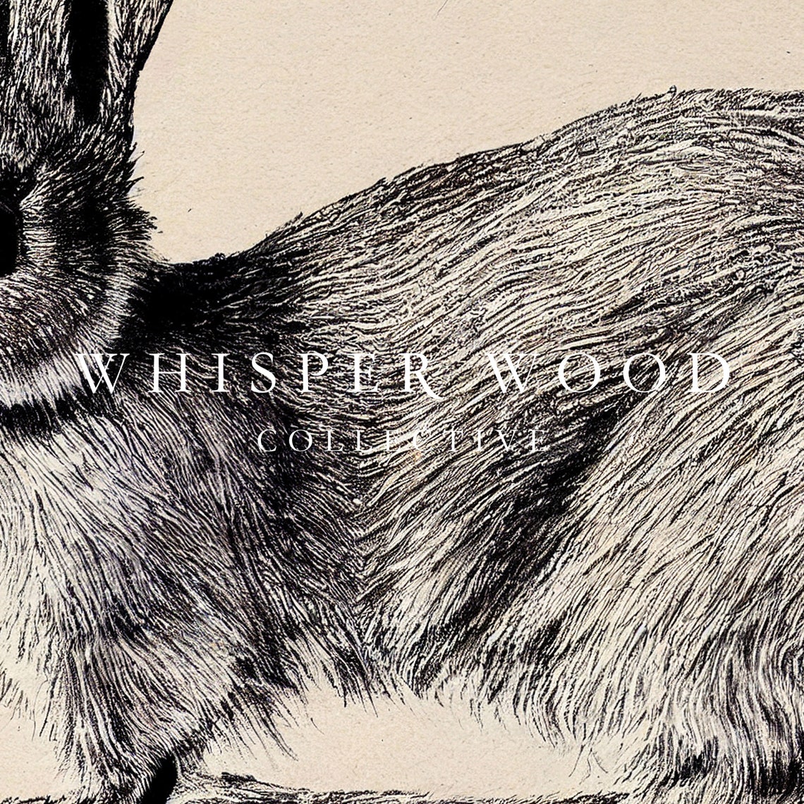 Rabbit Drawing 1800s Style Animal Drawing Warm Rustic Country Decor