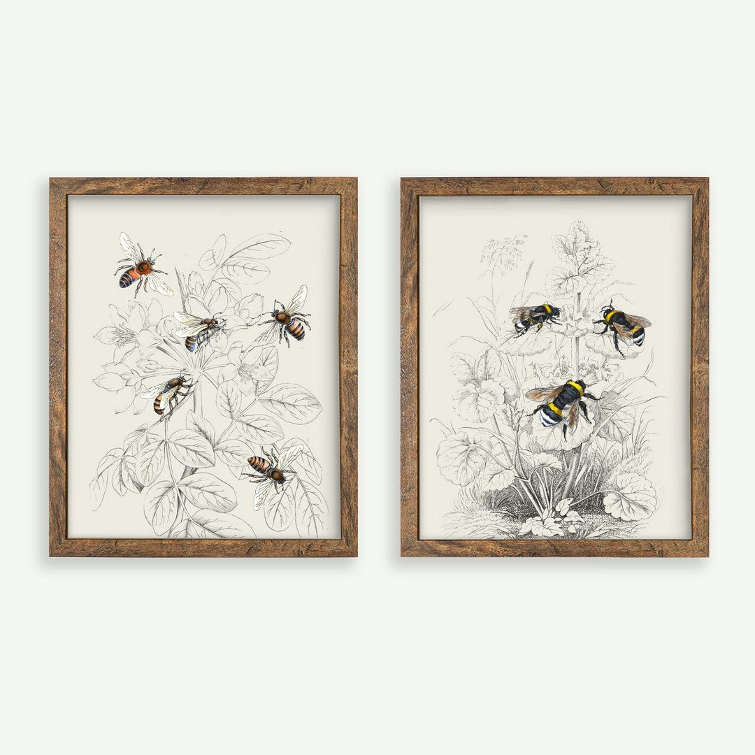 Antique Bee Print Set | Vintage Illustration | Digital Vintage Art ...