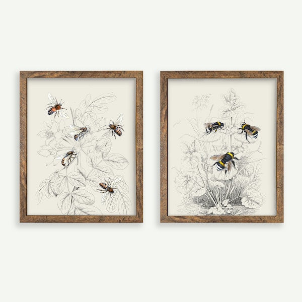 Antique Bee Print Set | Vintage Illustration | Digital Vintage Art | Printable | Downloadable | #S2-1