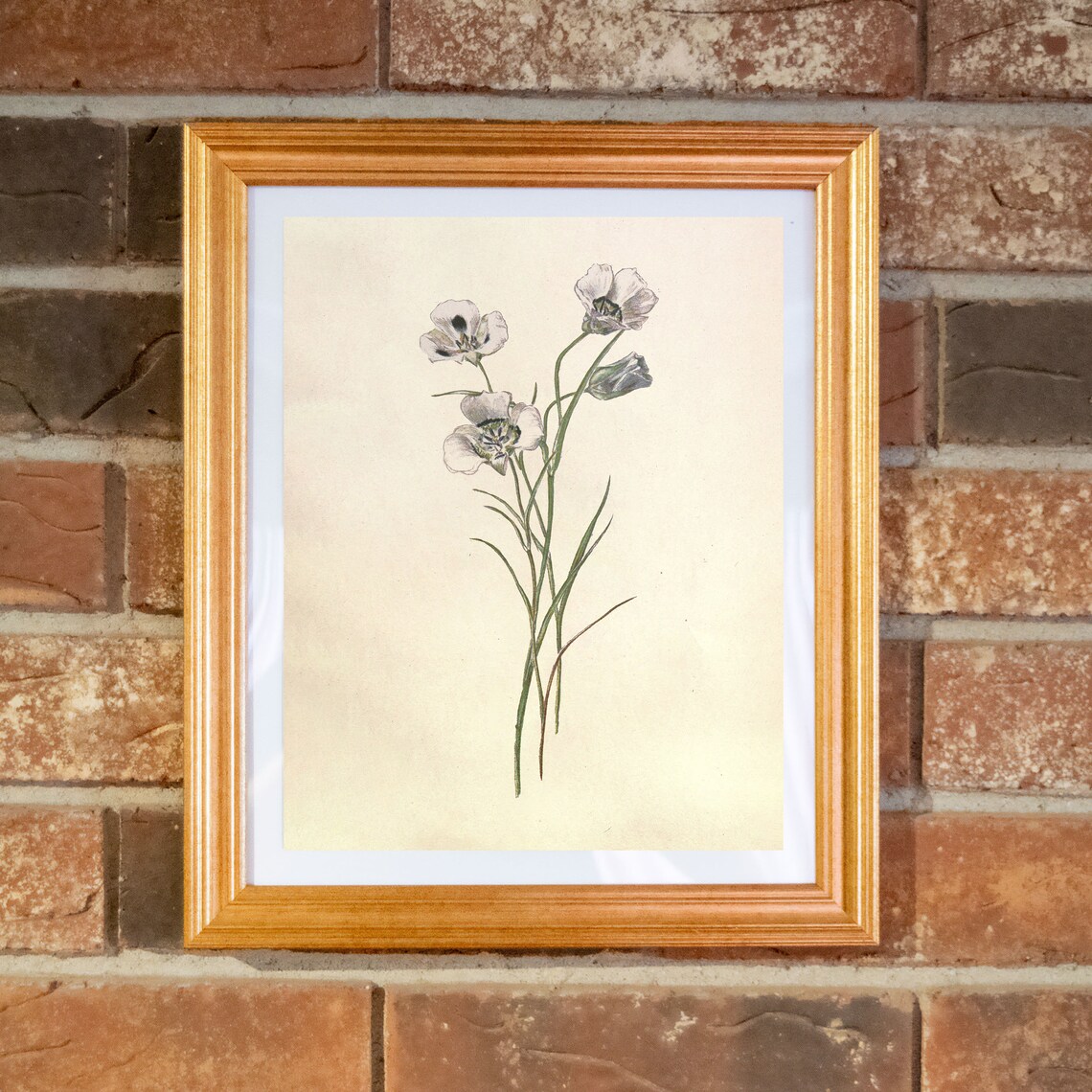 Sego Lily Botanical Drawing 1906 Botanical Illustration Etsy