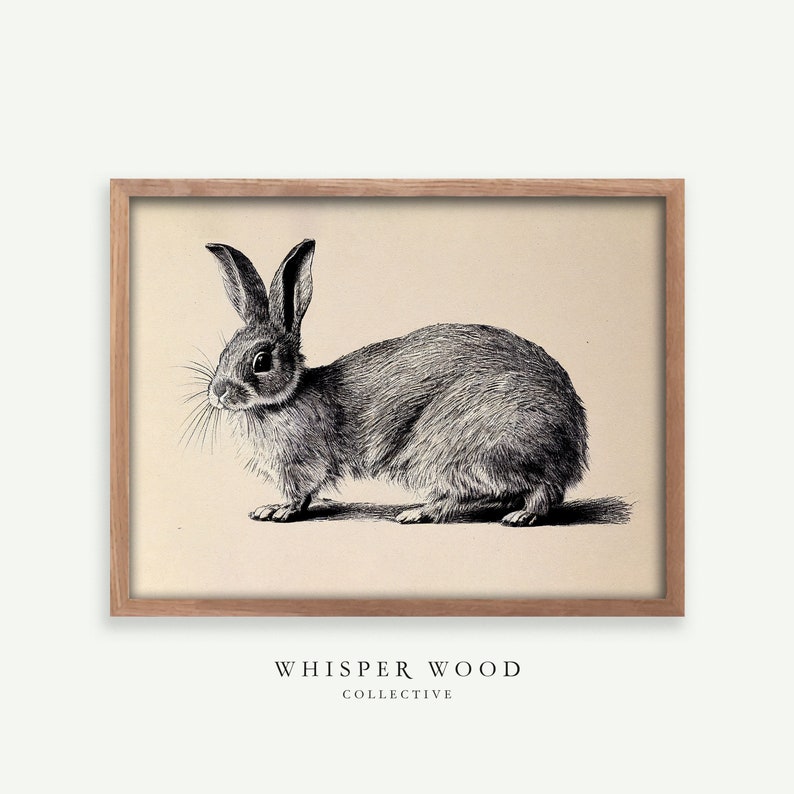 Rabbit Drawing 1800s Style Animal Drawing Warm Rustic Country Decor