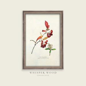 Red Chokeberry Antique Botanical Print | Vintage Berry Painting | Rustic Farmhouse Decor | 1910s | Printable Wall Art | #164